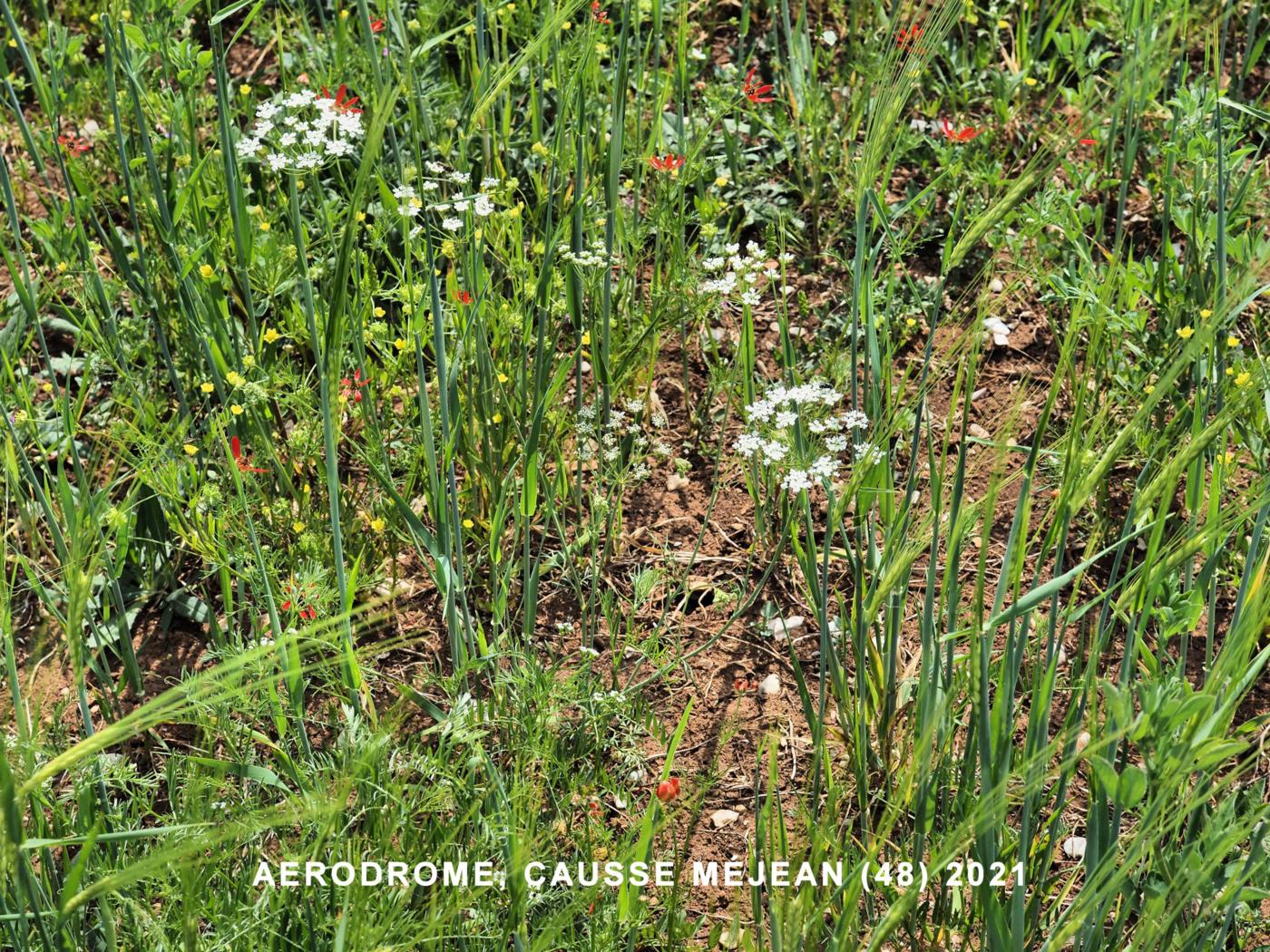 Pignut, Great plant